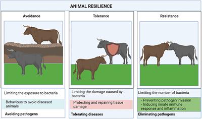 Genome-wide association studies for the identification of cattle susceptible and resilient to paratuberculosis